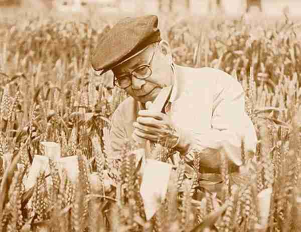缅怀！我国小麦遗传育种学科主要奠基人庄巧生院士逝世