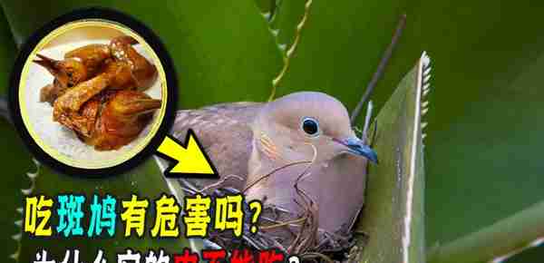 鸠占鹊巢指的真是斑鸠吗？常见的斑鸠为什么不能吃？它有啥危害？