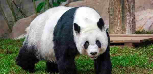旅泰大熊猫林惠抢救无效死亡，或获1500万泰铢理赔