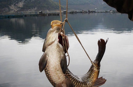 民间神奇的弓鱼术，这样绑过的鱼脱水一天也不会死，是什么原理？