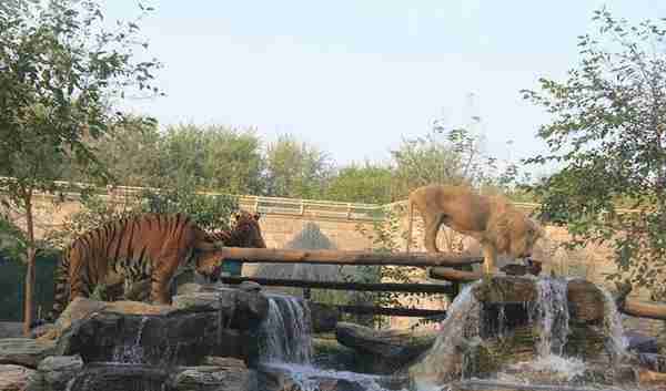 北京亲子游好去处之北京野生动物园攻略  低音号导游